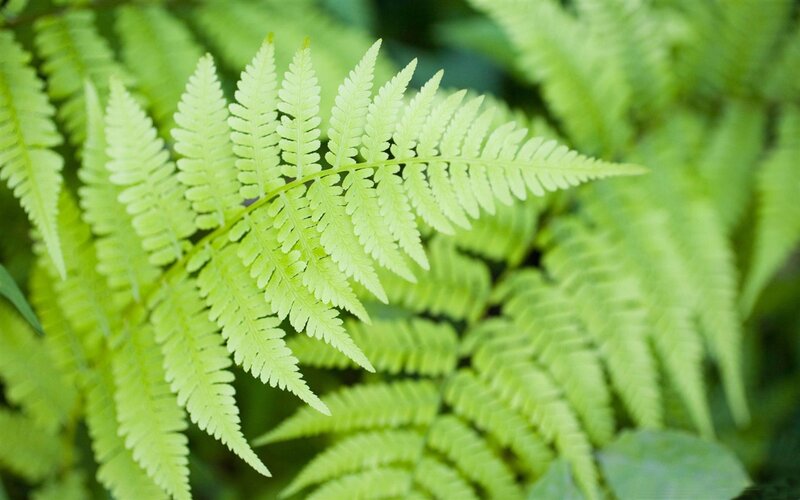 Green Fern Frond — Serene