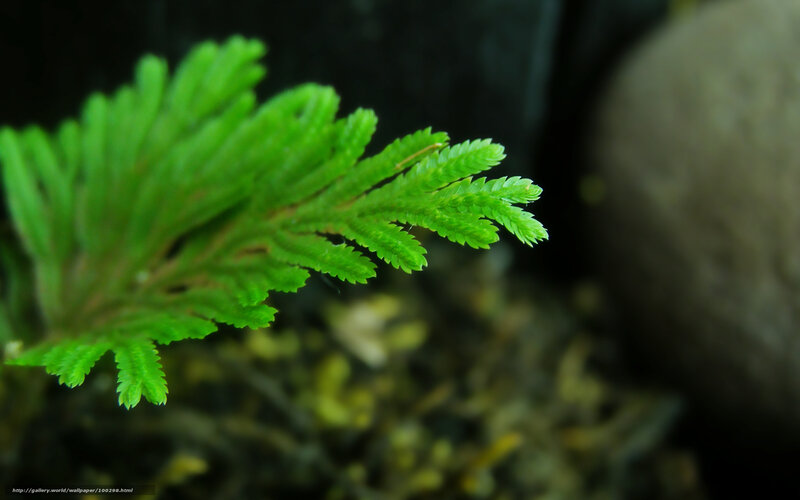 Green Fern Frond