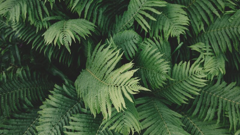 Green Fern Fronds — Calm