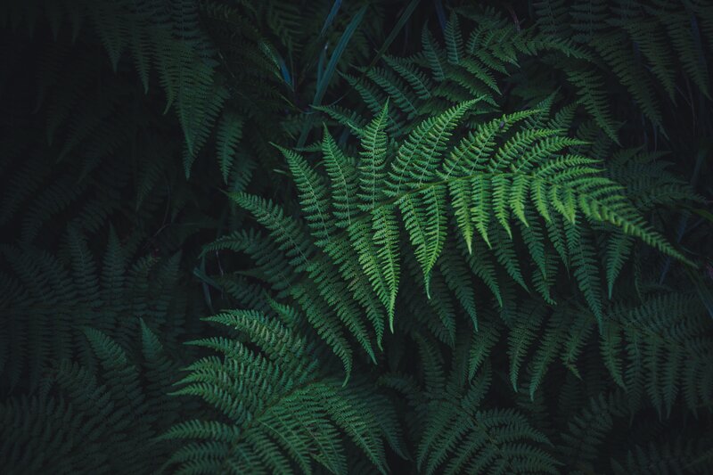 Green Fern Fronds — Dark