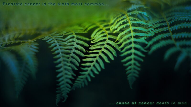 Green Fern Fronds — Dramatic