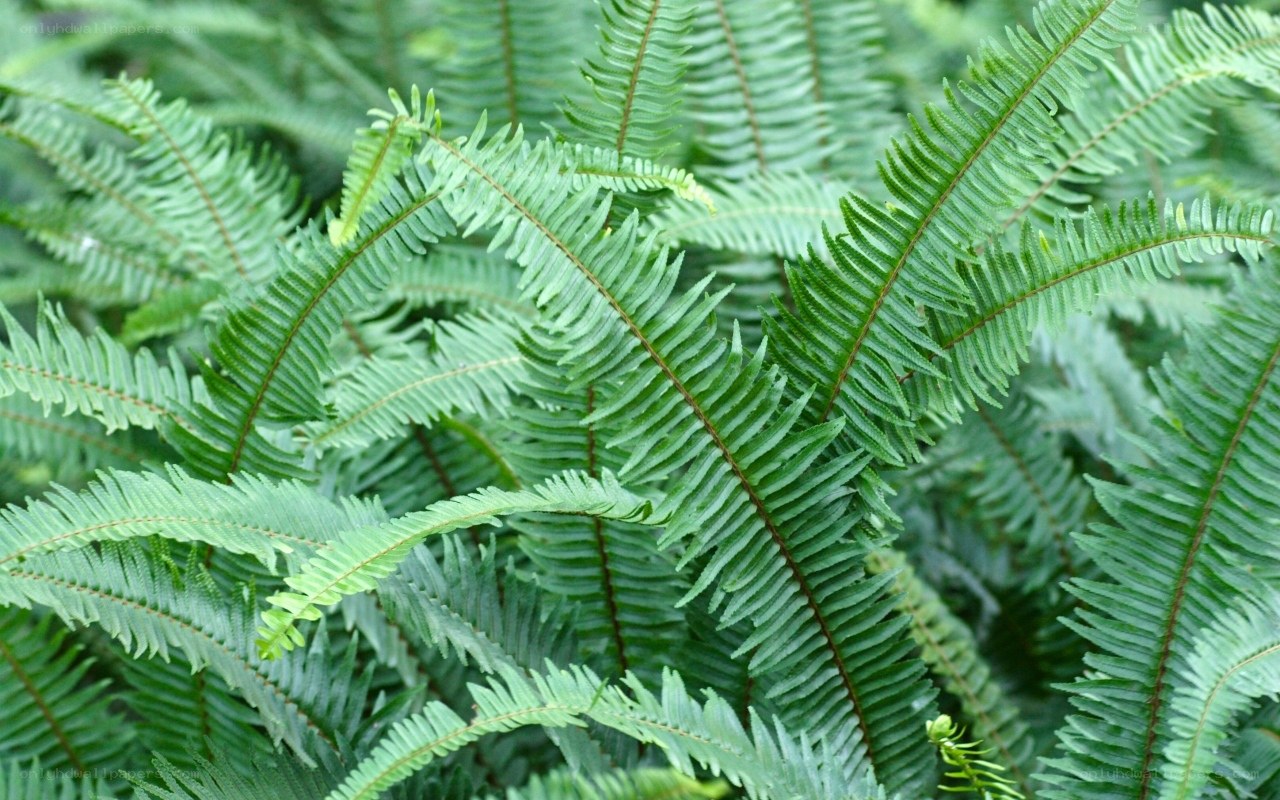 green fern fronds in a cluster