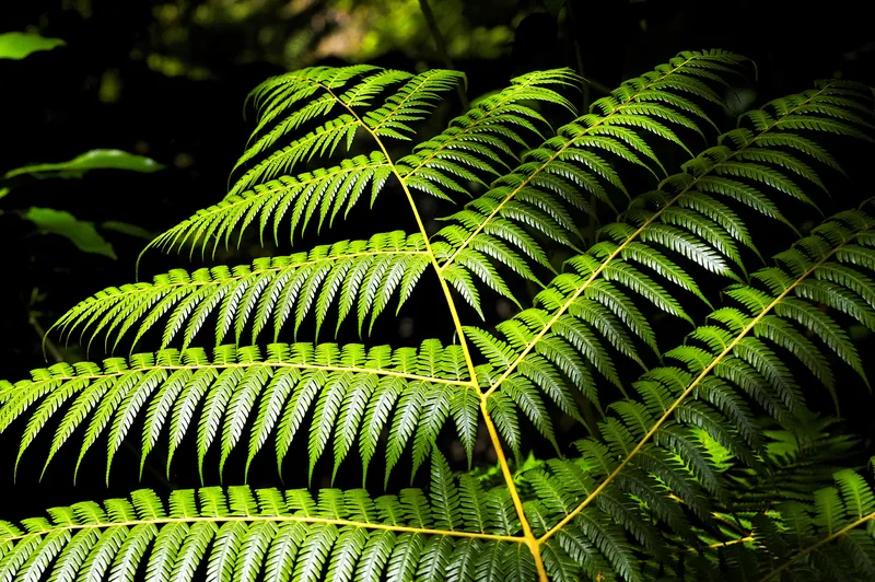 Green fern fronds in forest