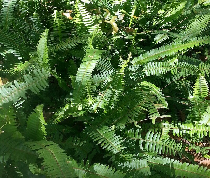 Green Fern Fronds — Natural, Afternoon