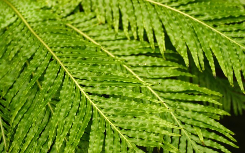 Green Fern Fronds — Natural, Leaves