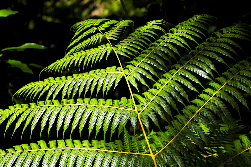 Green Fern Fronds — Natural, Photograph, Leaves, Stem