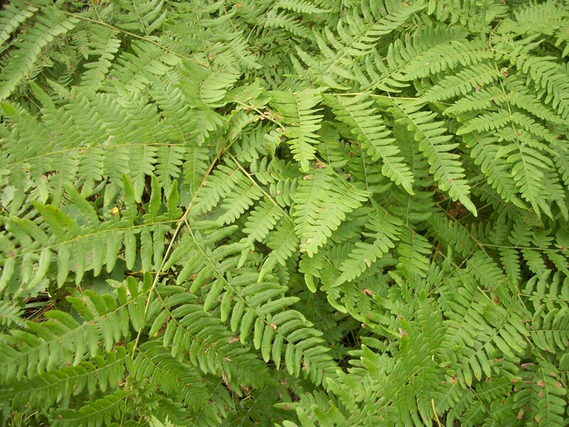 Green Fern Fronds — Natural, Photograph, Leaves