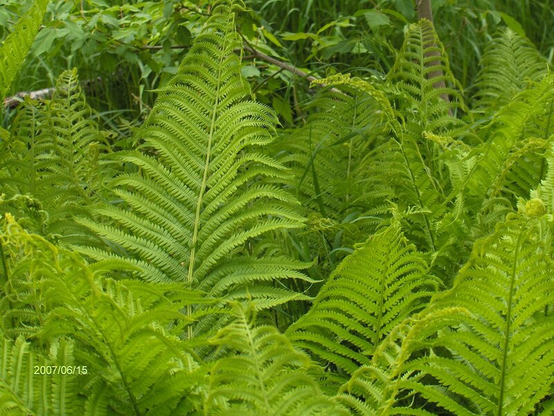 Green Fern Fronds — Natural, Summer