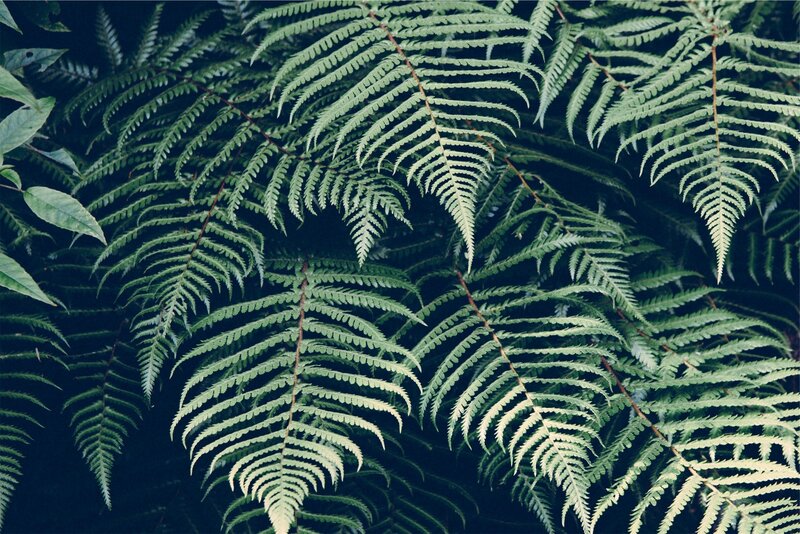Green Fern Fronds — Serene, Photograph, Leaves