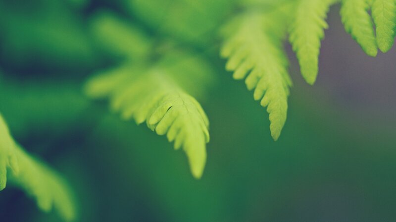 Green Fern Fronds — Serene, Photograph