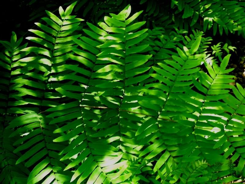 Green Fern Fronds