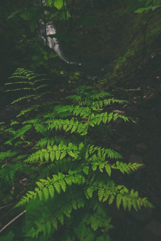 Green Fern in Forest — Serene