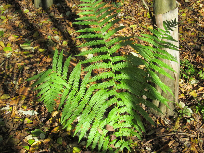 Green Fern in Forest