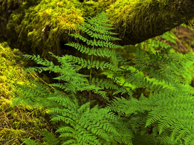 Green Fern in Moss