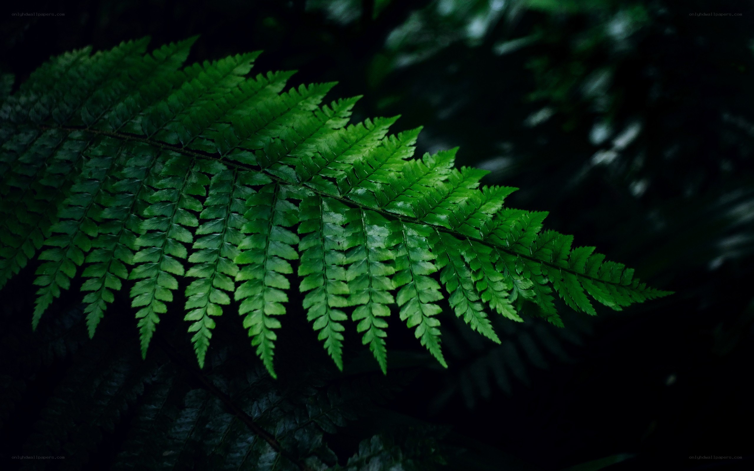 Green fern leaf in forest