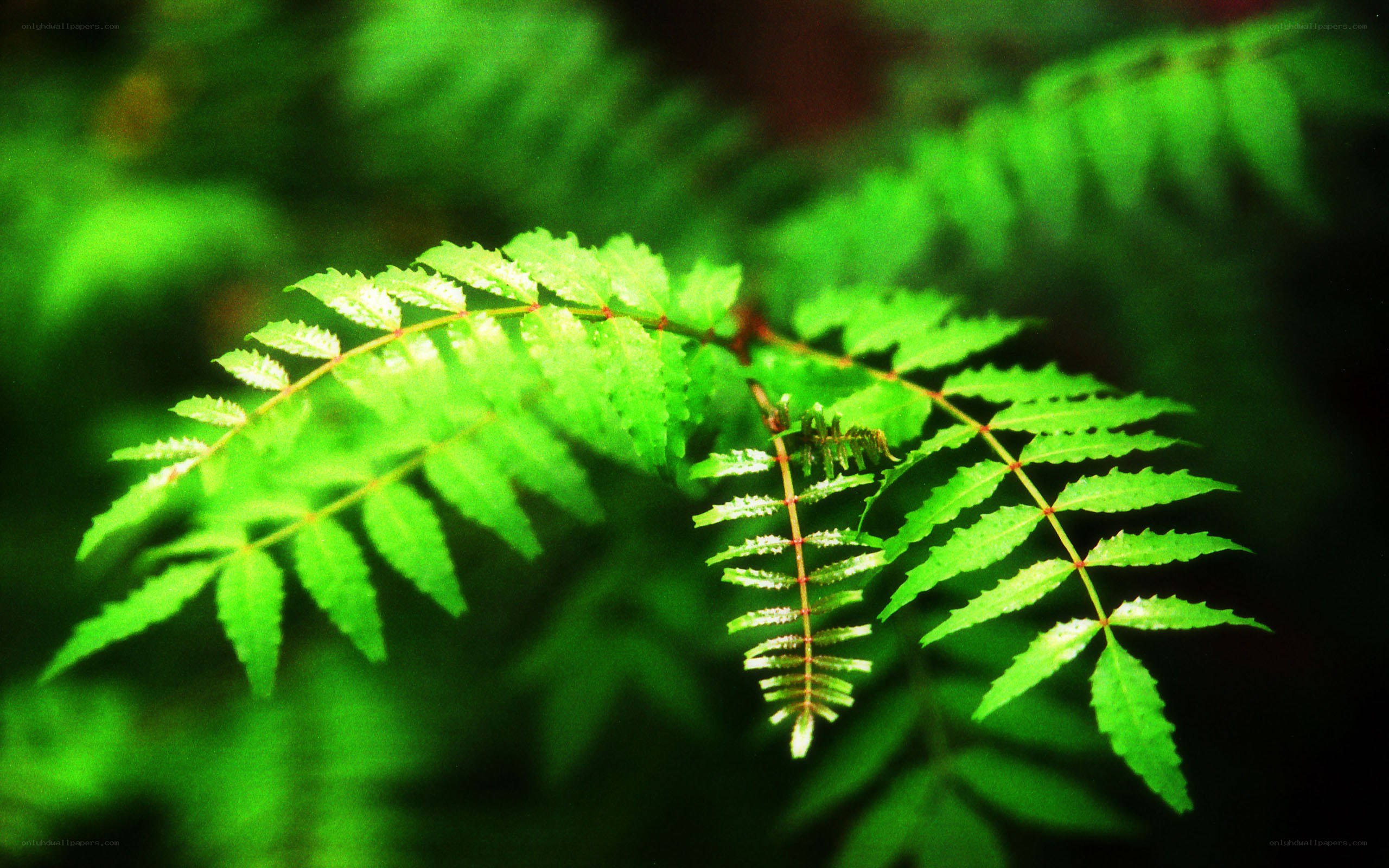 green fern leaf in forest