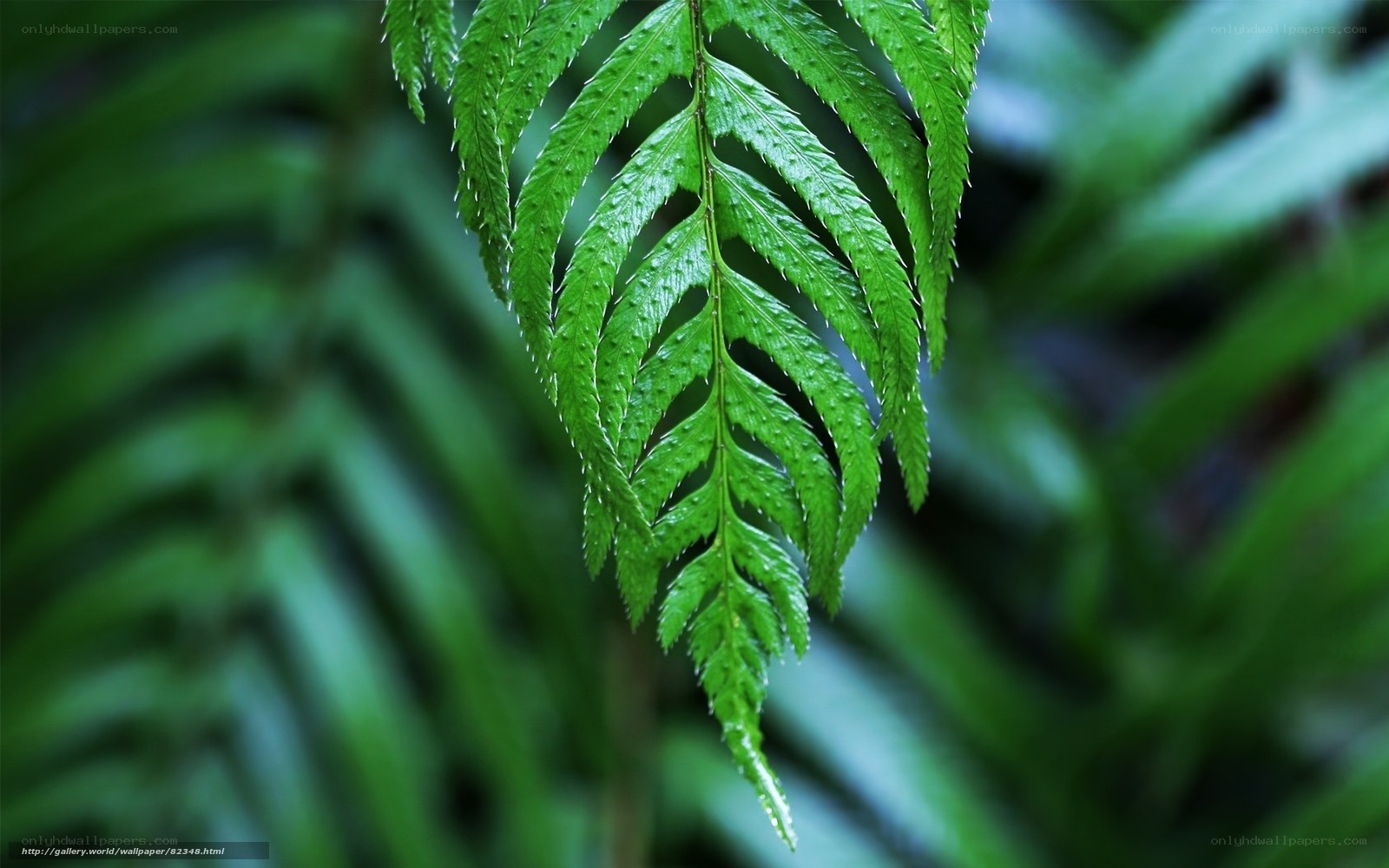 Green fern leaf in forest
