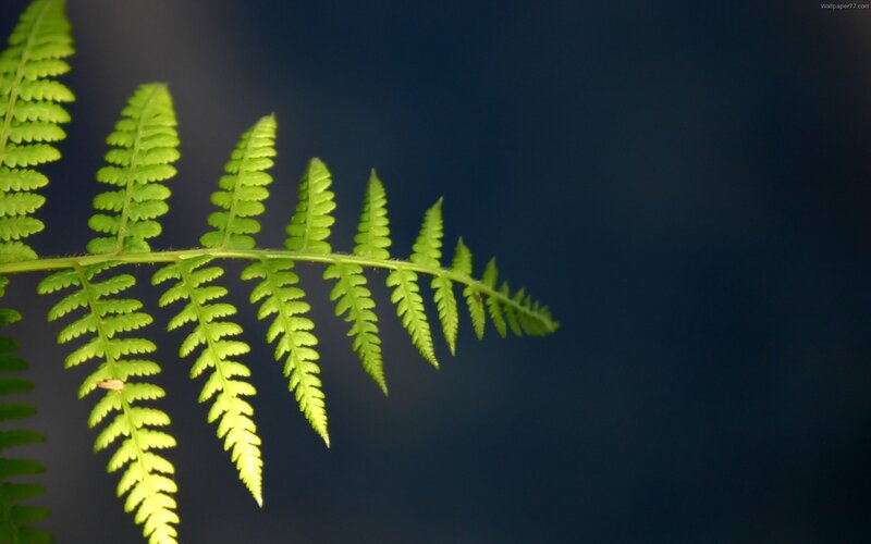 green fern leaf in sunlight
