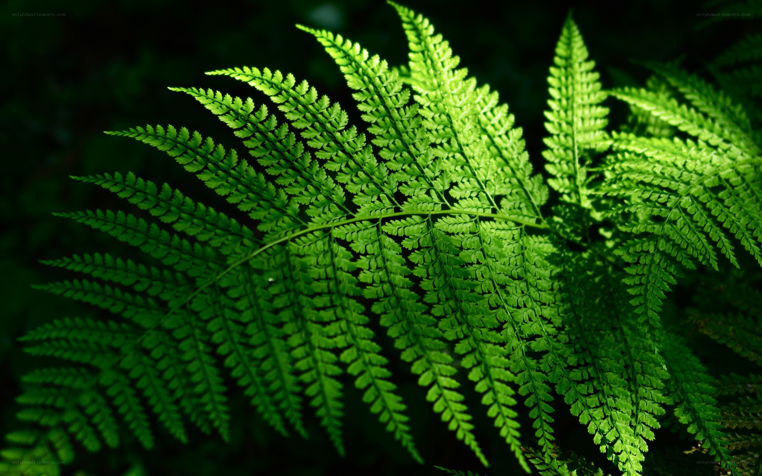 green fern leaf in sunlight