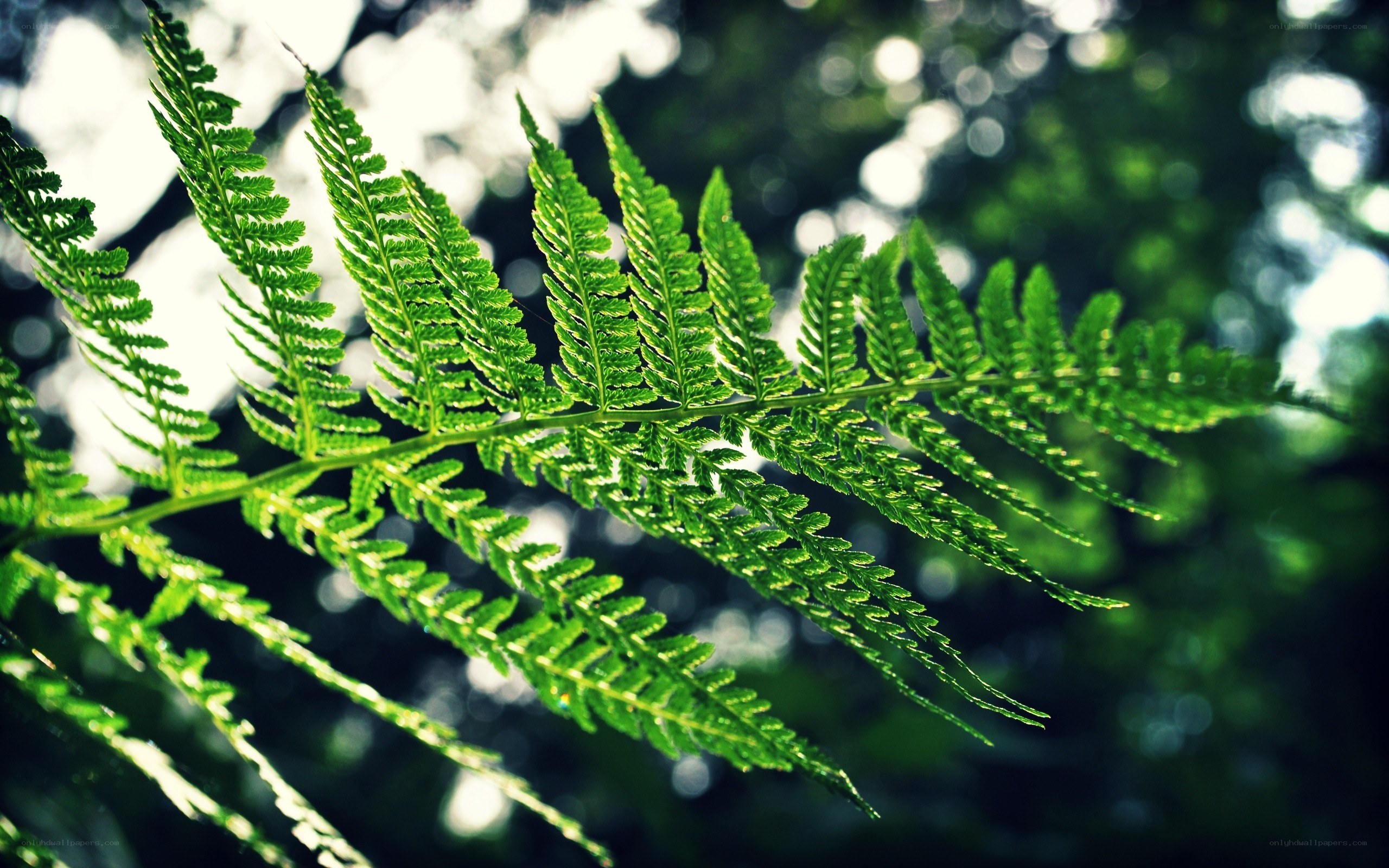 Green fern leaf in sunlight