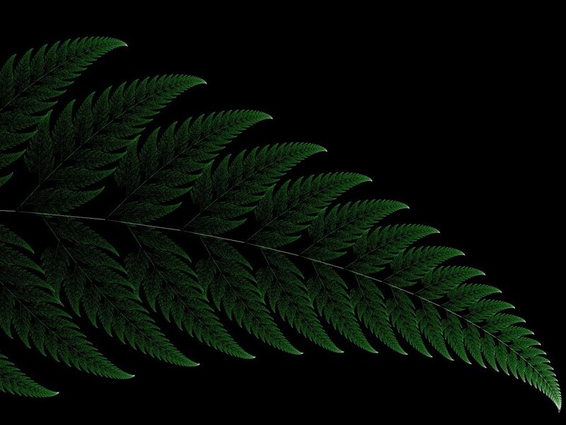 green fern leaf on black