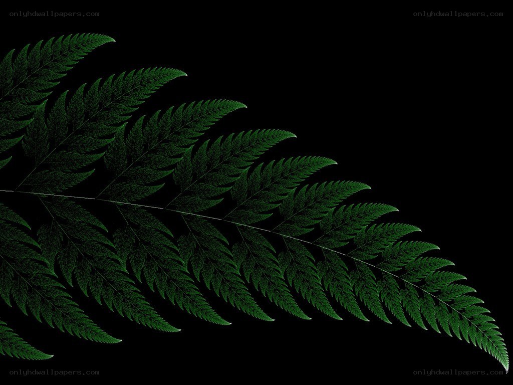 green fern leaf on black