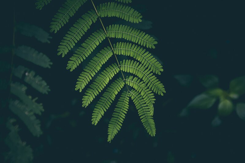 Green Fern Leaf — Serene, Photograph, Stem