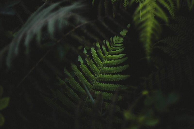 Green Fern Leaf — Serene, Photograph