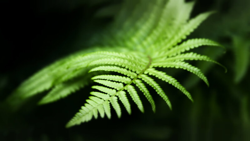 Green Fern Leaf — Serene