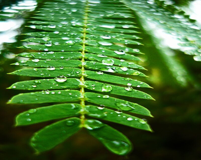 Green Fern Leaf