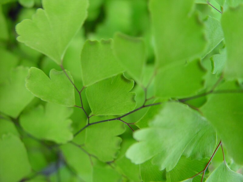 Green Fern Leaves — Calm