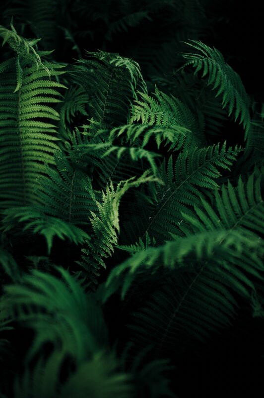 Green Fern Leaves — Dark