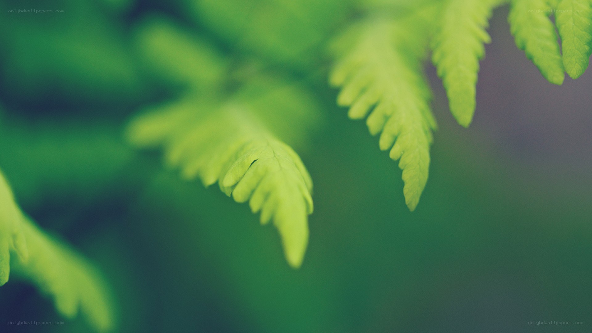 green fern leaves in focus