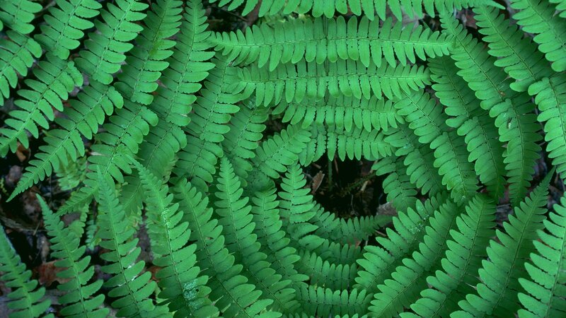 green fern leaves in forest