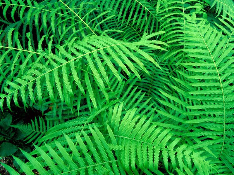 Green fern leaves in forest