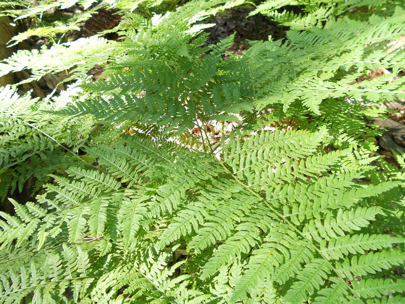 green fern leaves in forest