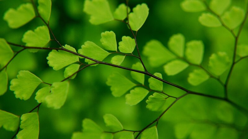 green fern leaves in nature