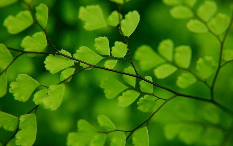 green fern leaves in nature