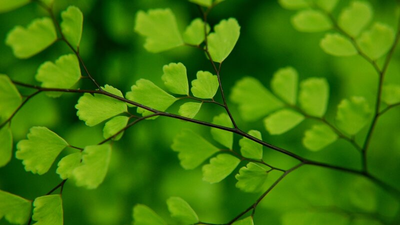 green fern leaves in nature