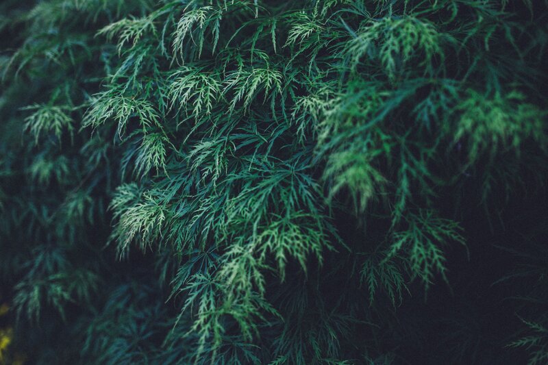 Green fern leaves in shadow