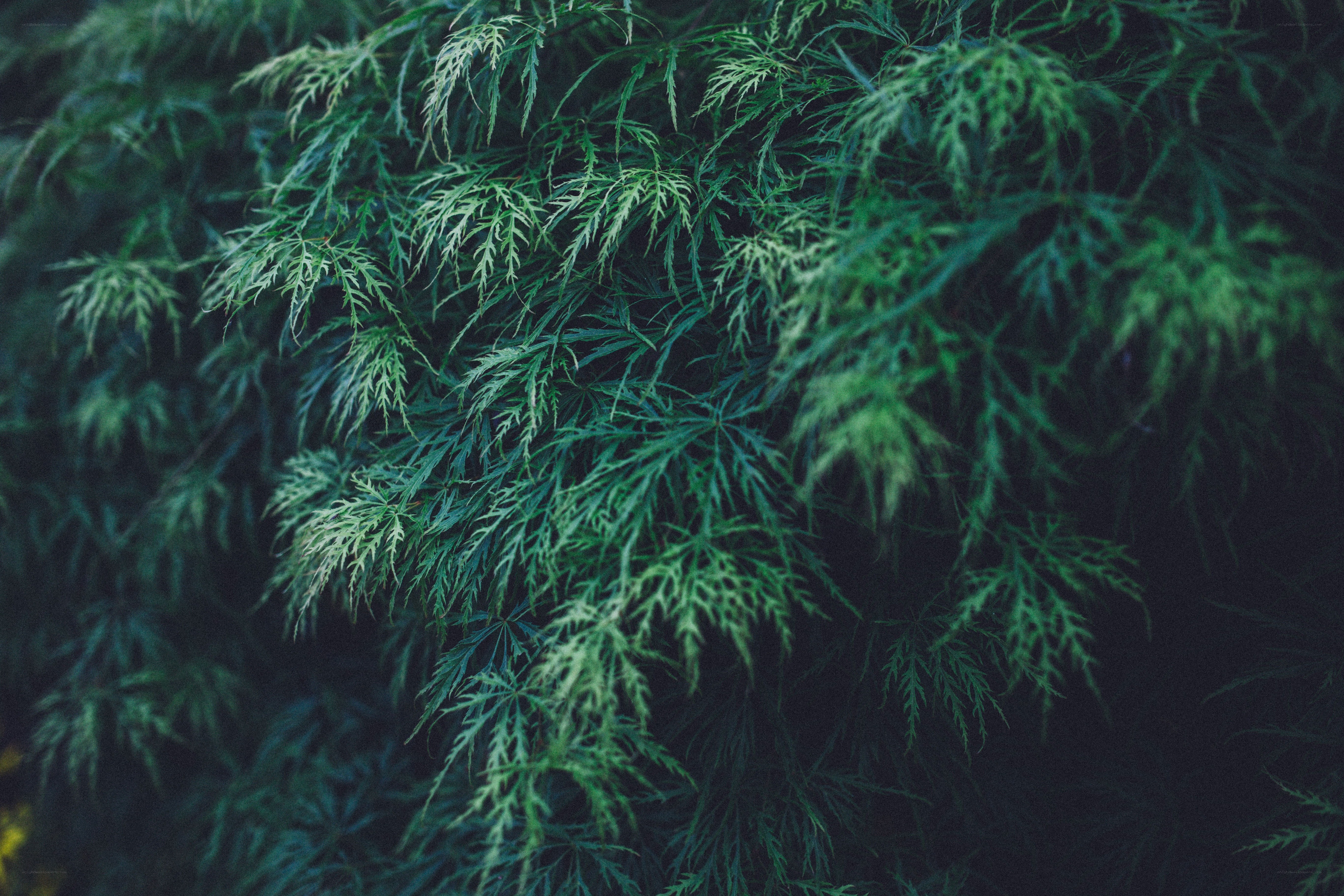 Green fern leaves in shadow