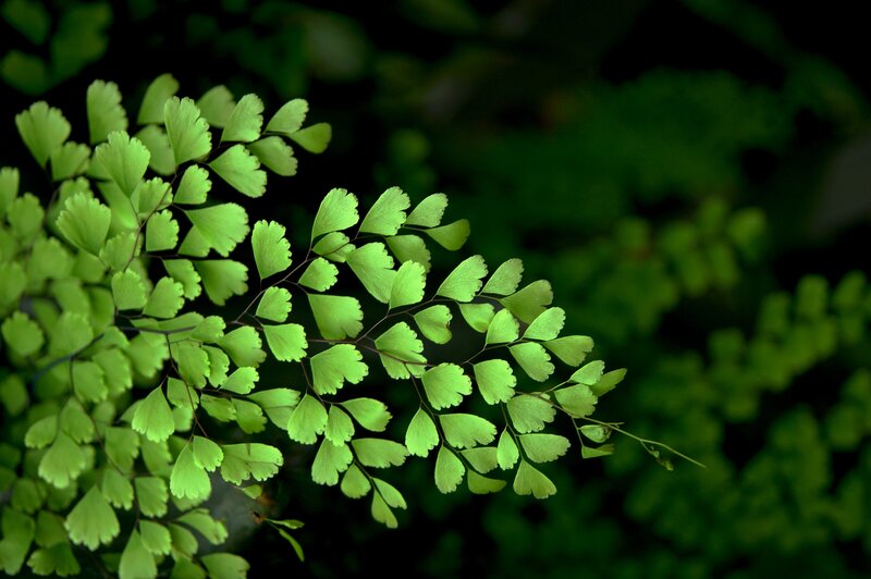 green fern leaves in sunlight