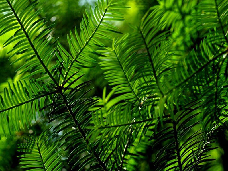 green fern leaves in sunlight