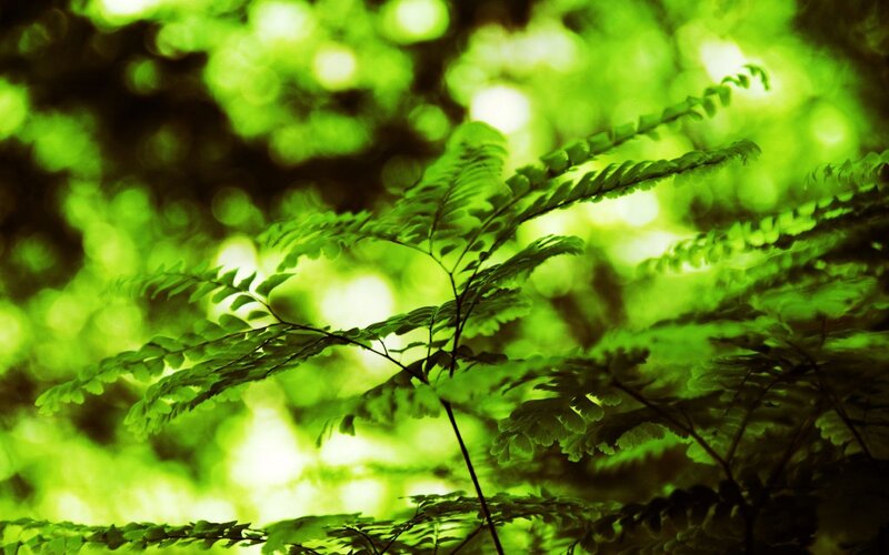 Green fern leaves in sunlight