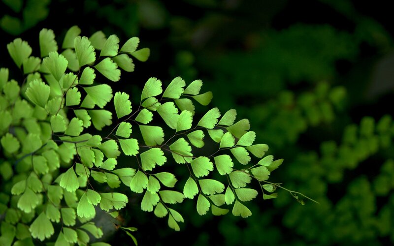 green fern leaves in sunlight