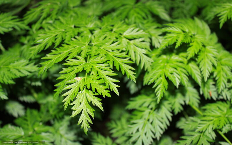 Green Fern Leaves — Natural