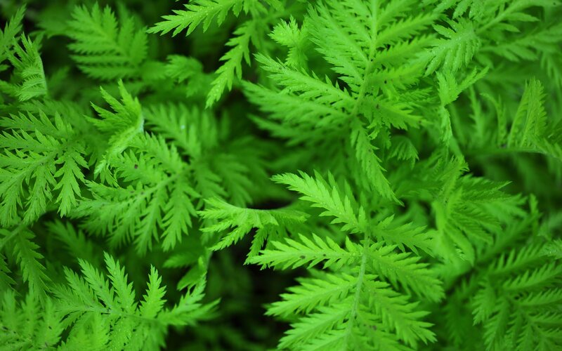 Green Fern Leaves — Photograph