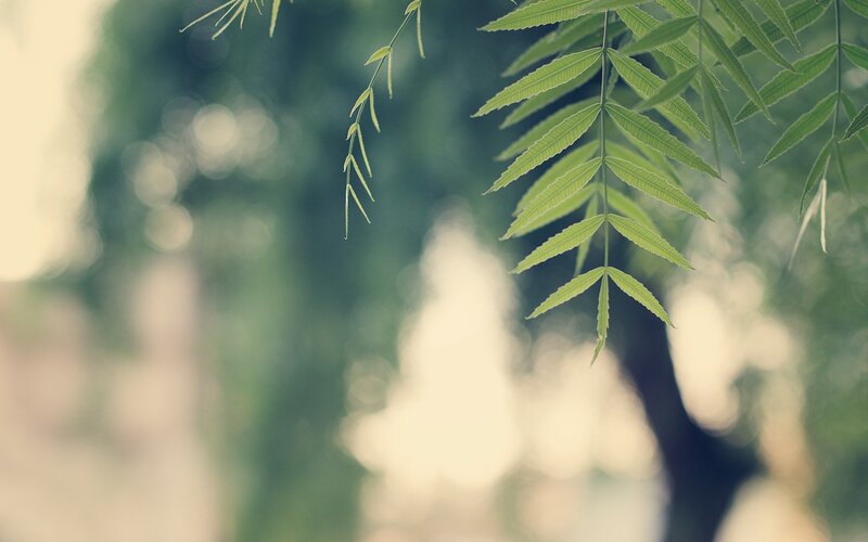 Green Fern Leaves — Serene, Morning