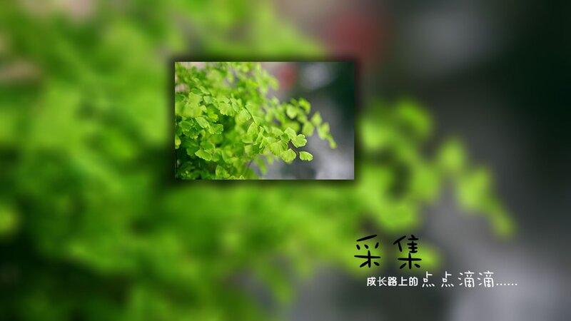 Green Fern Leaves — Serene, Photograph