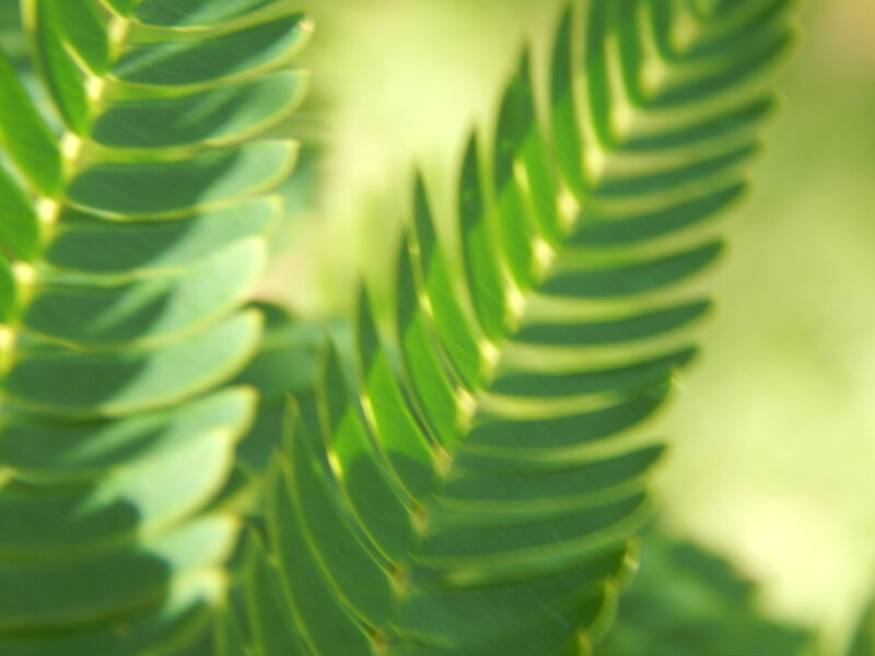 Green Fern Leaves — Serene